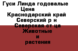 Гуси Линда годовалые › Цена ­ 1 000 - Краснодарский край, Северский р-н, Северская ст-ца Животные и растения » Птицы   . Краснодарский край